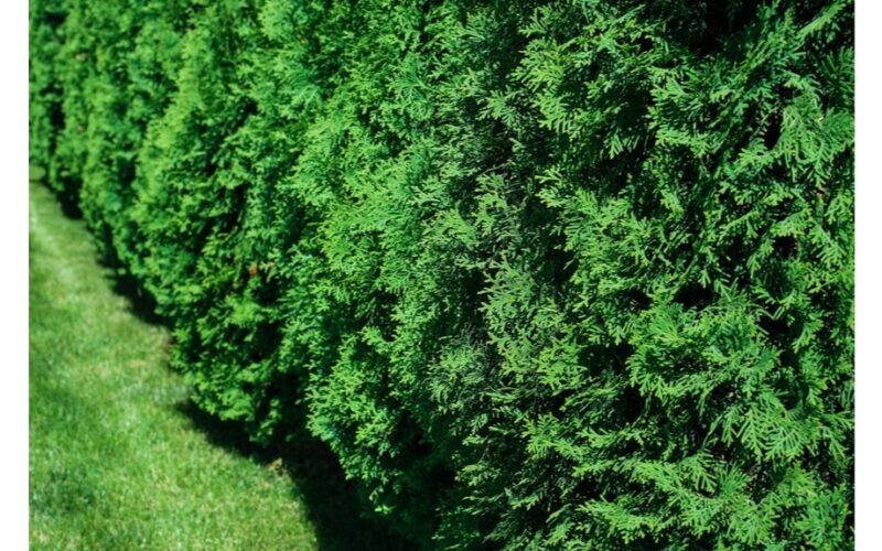 kaimynų sodininkai mane įkyriai trukdys