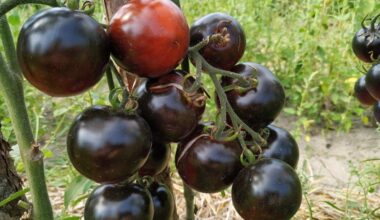 Kaimynas augina mėlynus pomidorus