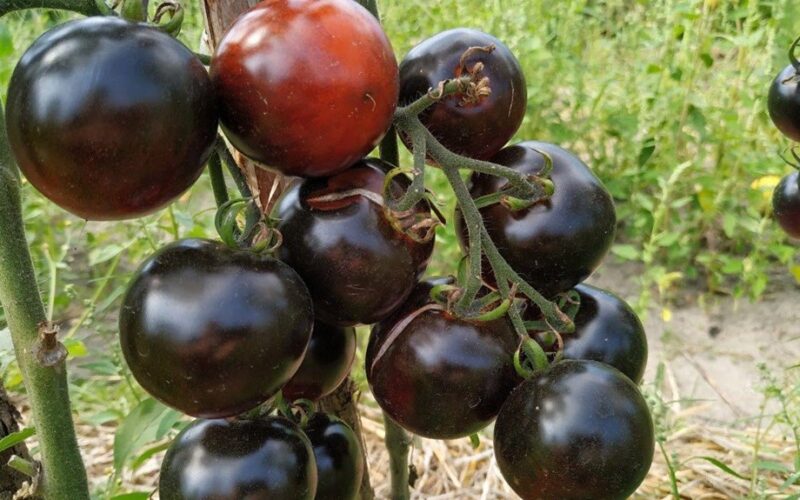 Kaimynas augina mėlynus pomidorus