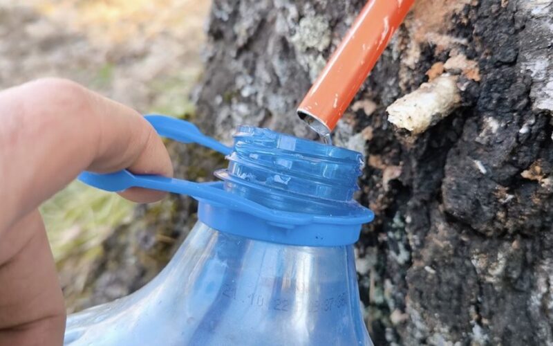 kaimynas renka beržų sulą