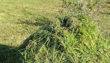 Kaimynas moka už trąšas, aš skiedžiu