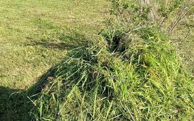 Kaimynas moka už trąšas, aš skiedžiu