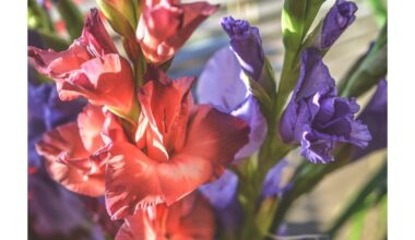 kaimyno metinės rainelės paslaptys