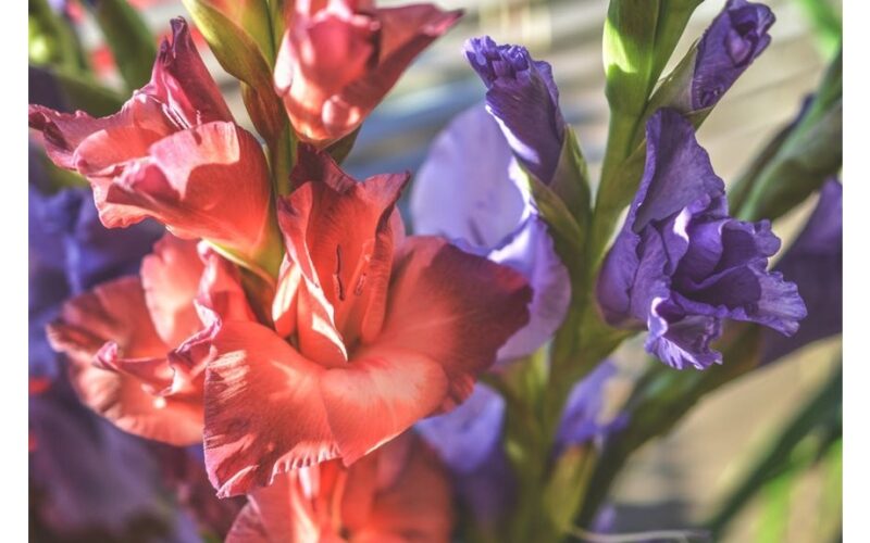 kaimyno metinės rainelės paslaptys