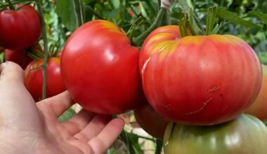 kaimyno cukraus triukas pomidorai