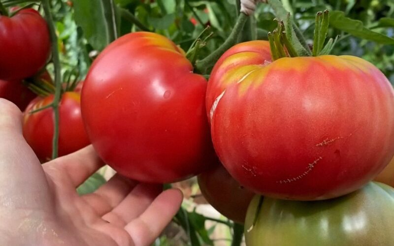 kaimyno cukraus triukas pomidorai