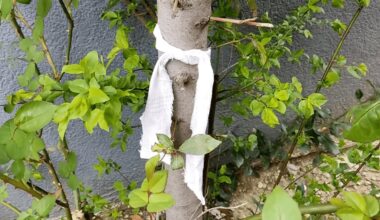 kaimynas apvynioja medžius skudurais