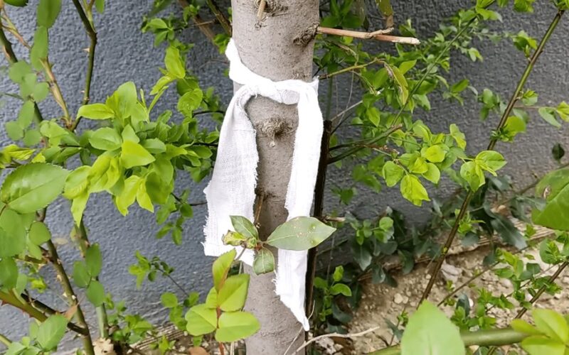 kaimynas apvynioja medžius skudurais