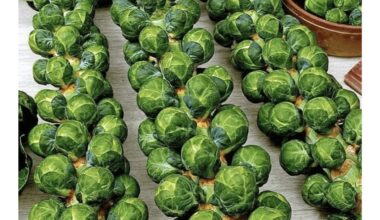 kaimynai susirinko pažiūrėti mano Briuselio kopūstų