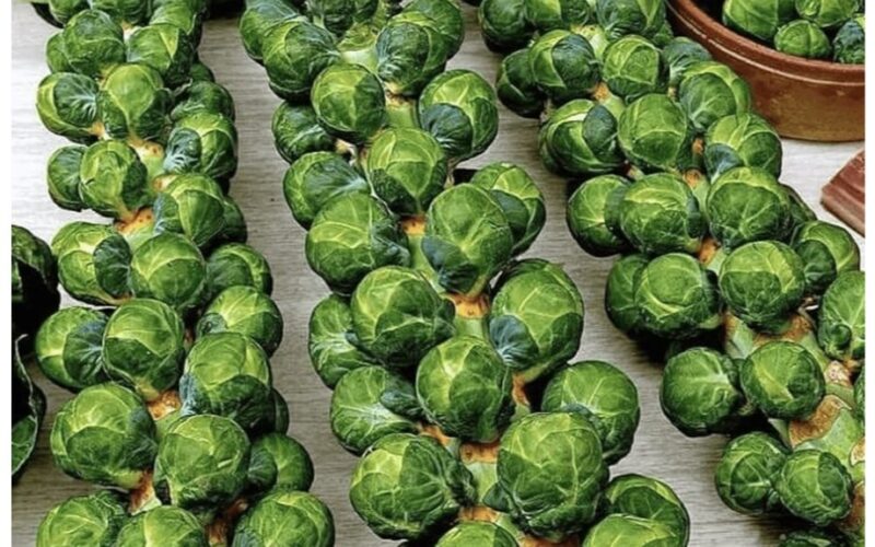 kaimynai susirinko pažiūrėti mano Briuselio kopūstų