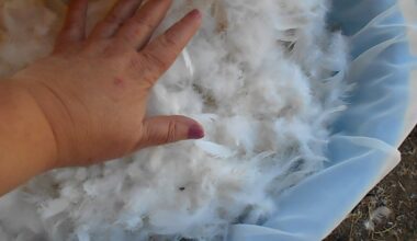 kaimynai tyčiojosi dabar harvestingusk