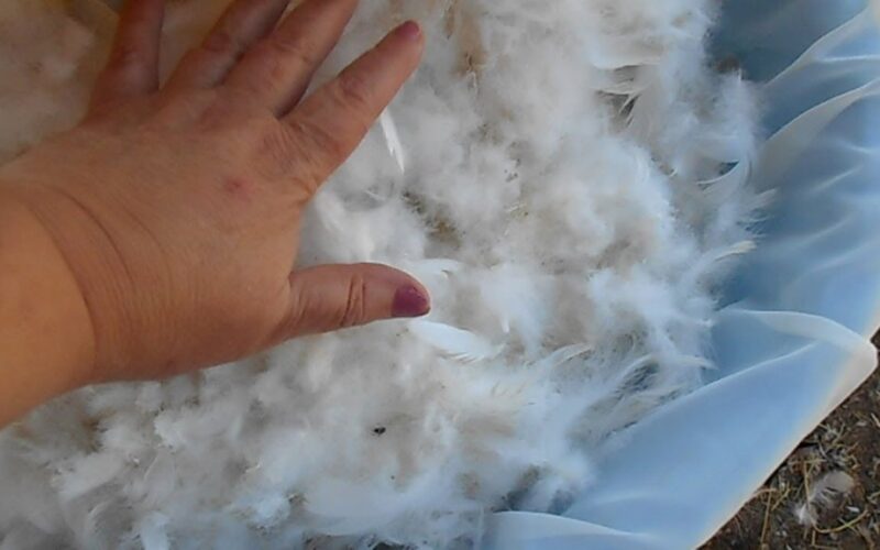 kaimynai tyčiojosi dabar harvestingusk