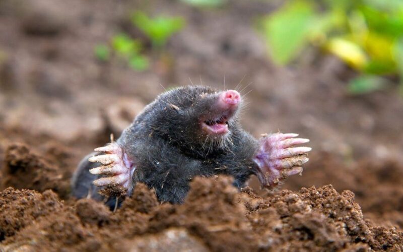 kaimynai šaukia kai juos pamato, bet aš juos branginu