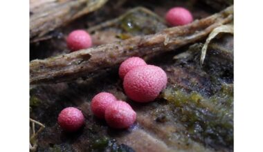 nauja grybų rūšis atrasta Latvijoje