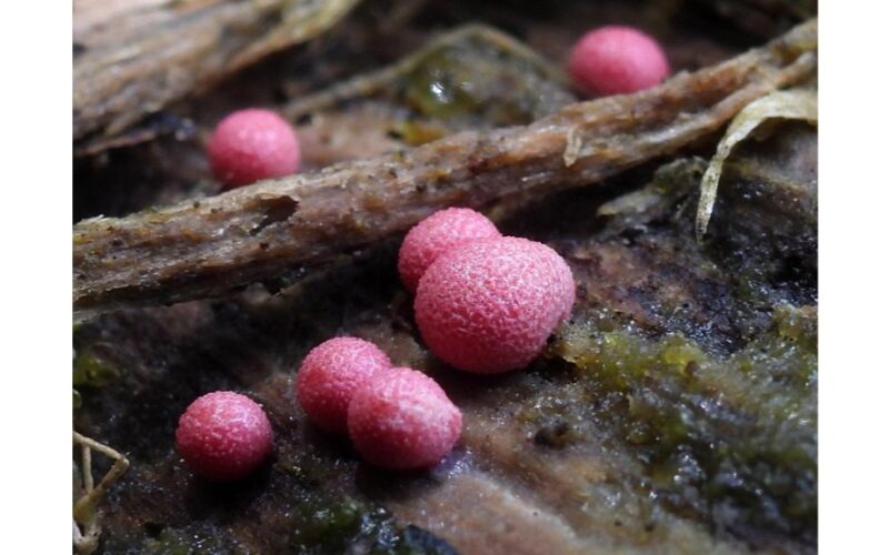 nauja grybų rūšis atrasta Latvijoje