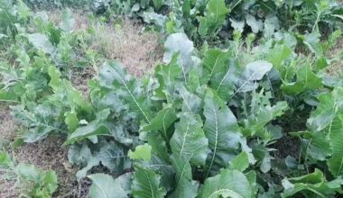 be žemės augink viską kompaktiškai