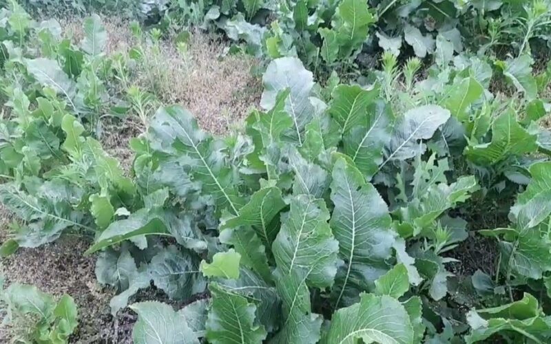 be žemės augink viską kompaktiškai