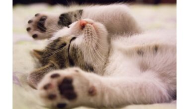 daugiau jokių augintinių plaukų