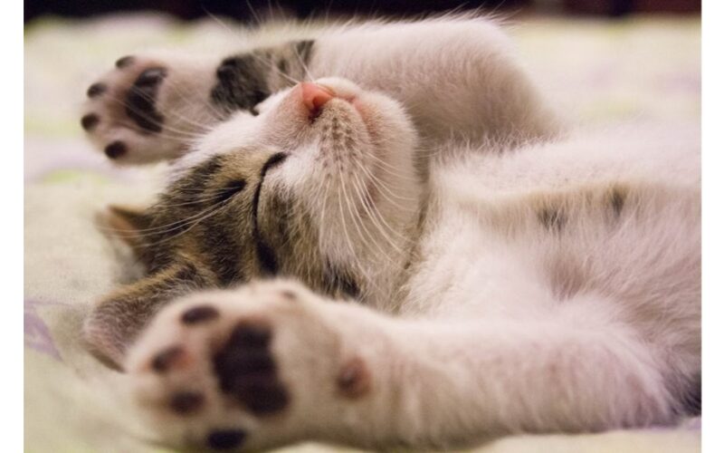 daugiau jokių augintinių plaukų