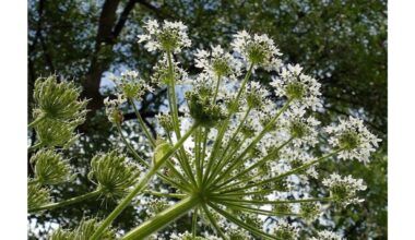 daugiau jokių stiprių nudegimų