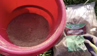 jokių svogūninių muselių 2026