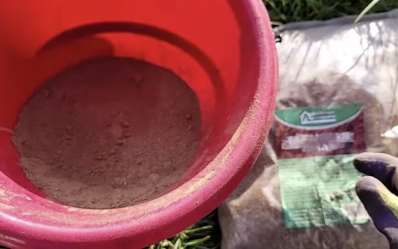 jokių svogūninių muselių 2026