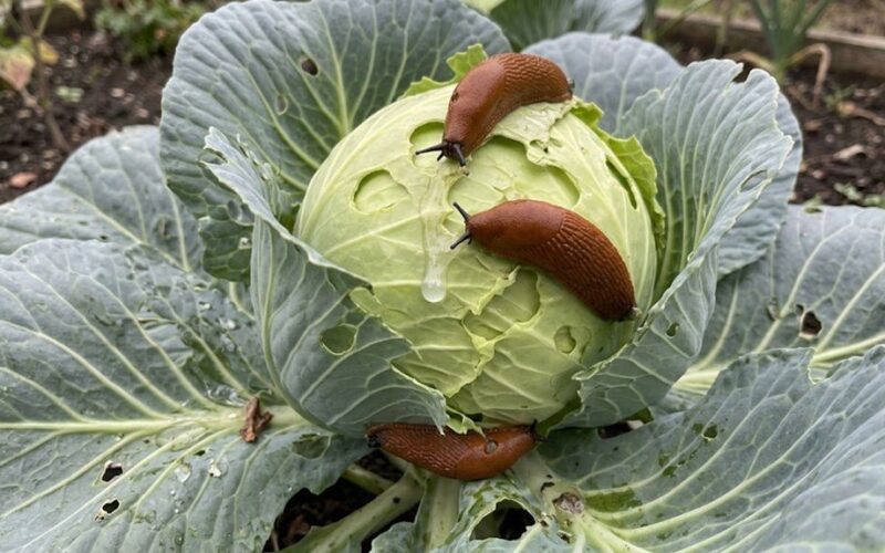 jokių šliužų trejus metus