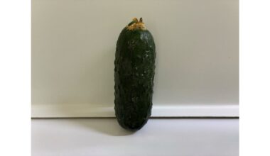 nehibridinis didelio derlingumo agurkas