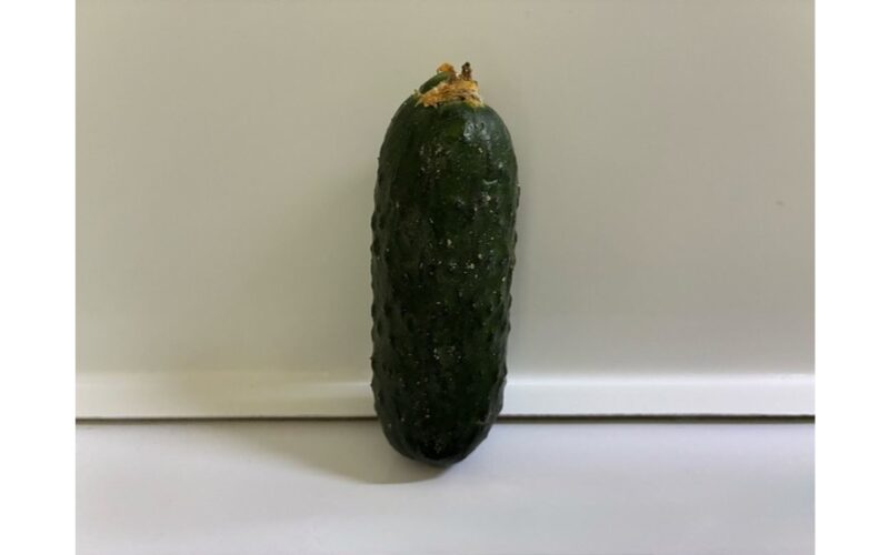 nehibridinis didelio derlingumo agurkas