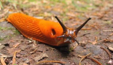 ne gėlių šliužas priešas