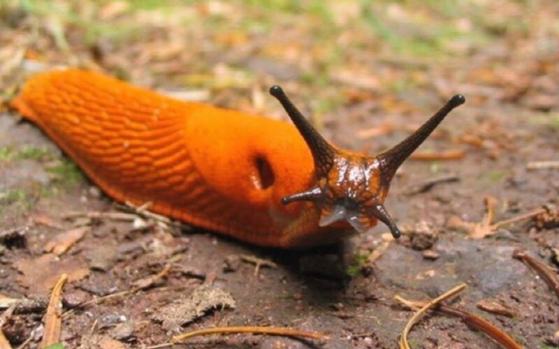 ne gėlių šliužas priešas