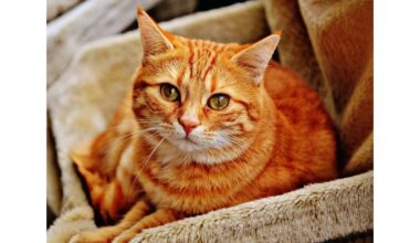 ne švelnumas, o kvapų ženklinimas