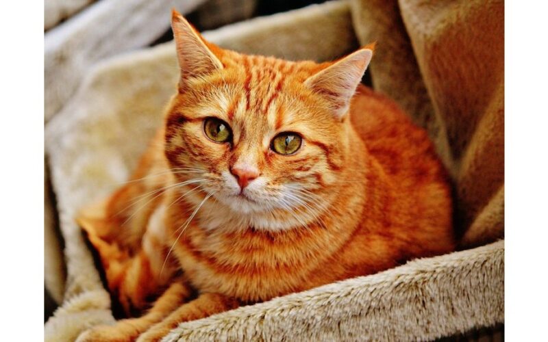 ne švelnumas, o kvapų ženklinimas