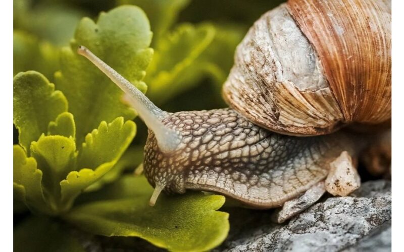 vienas arbatinis šaukštelis sraigių pašalintos