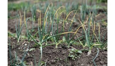 Svogūnai nepageltons