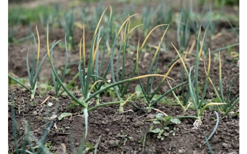 Svogūnai nepageltons