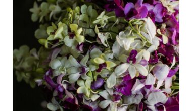 Orchidėja, sužadinta kavos