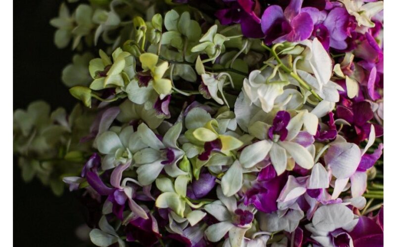 Orchidėja, sužadinta kavos