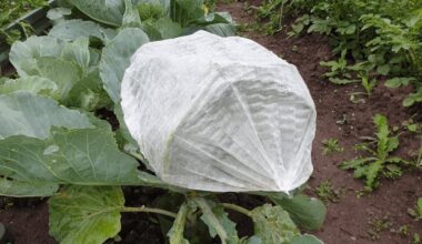 puošnios kopūstų galvos nematomos