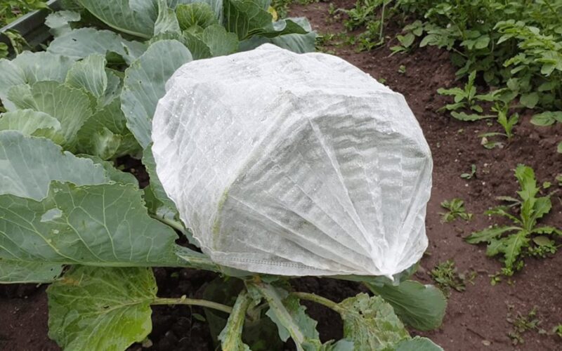 puošnios kopūstų galvos nematomos