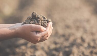 Perkultivavimas sugadino mano daržoves sode