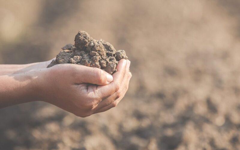 Perkultivavimas sugadino mano daržoves sode