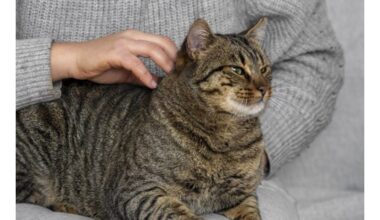 savininkas klaidingai supranta katės murkimą