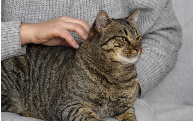 savininkas klaidingai supranta katės murkimą