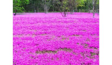 ilgalaikės gėlės prabangiems gėlynams