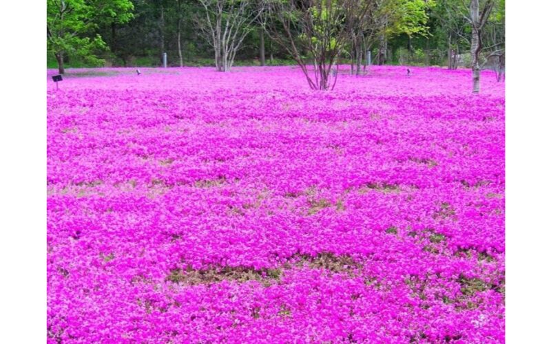 ilgalaikės gėlės prabangiems gėlynams