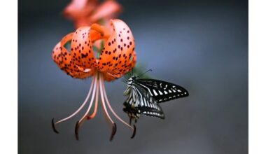 kvapas įkvėptas kvapnios gėlių sodo