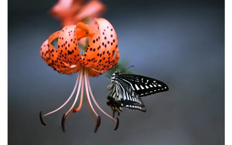 kvapas įkvėptas kvapnios gėlių sodo