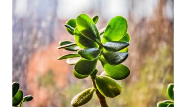 pasodink pinigų medį