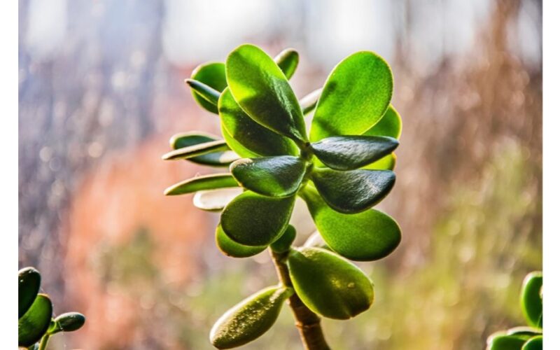 pasodink pinigų medį